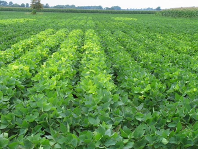 yellow-flash-of-glyphosate-in-soybeans